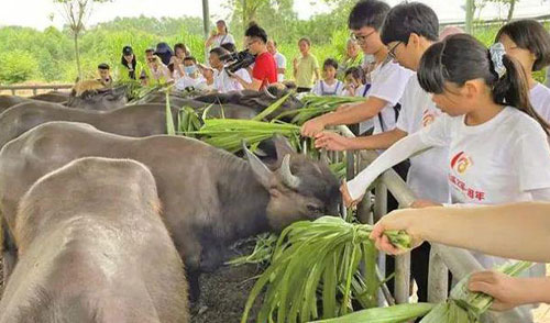 广西首批研学旅行精品路线公布